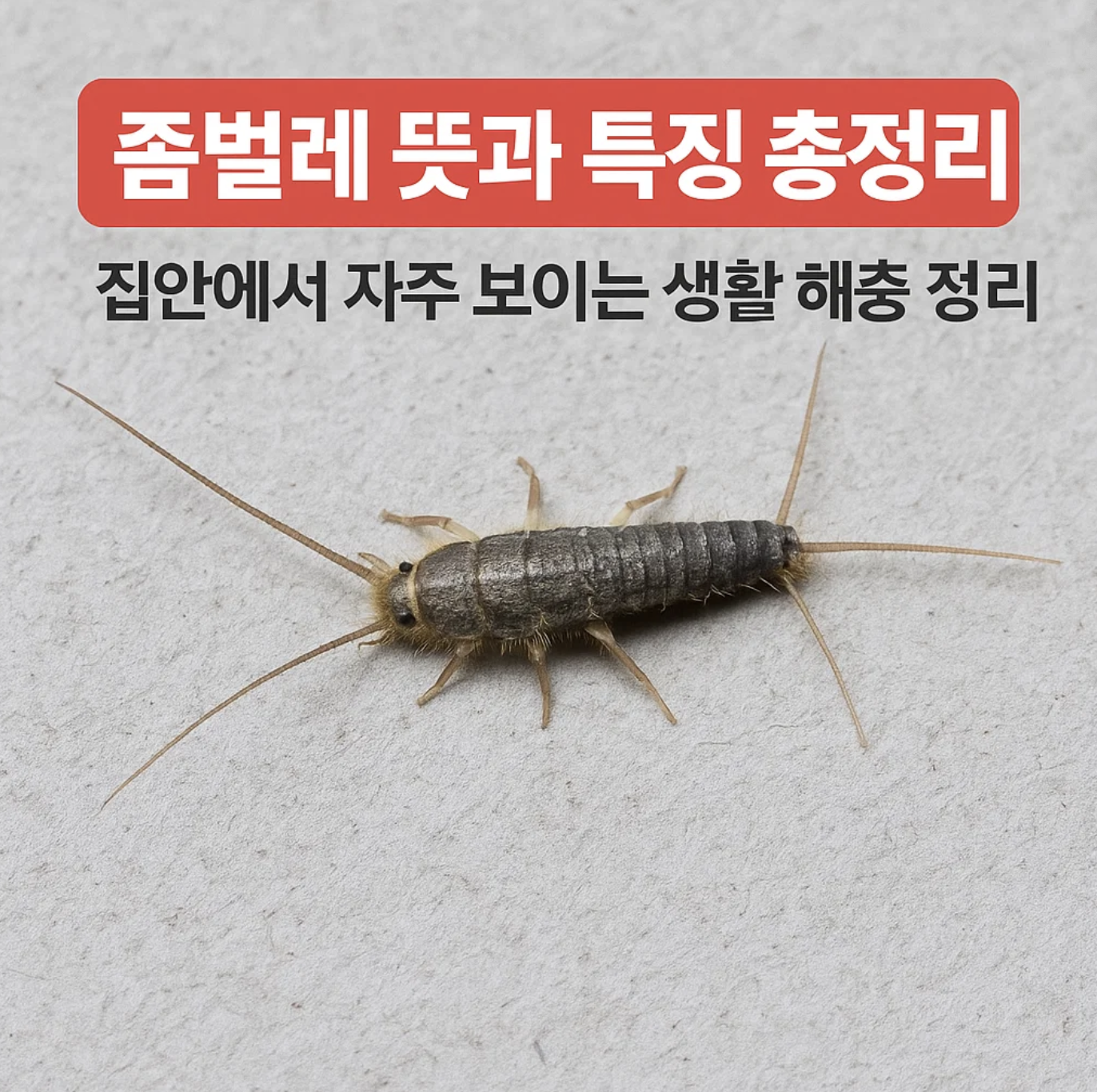 좀벌레 뜻과 특징 총정리 &ndash; 집안에서 자주 보이는 생활 해충 정리