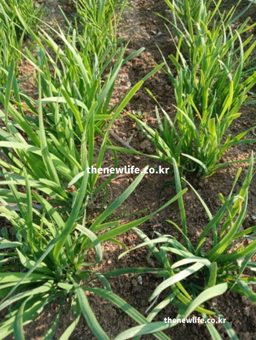 부추 효능 기력 회복 황화알릴 비타민 B1