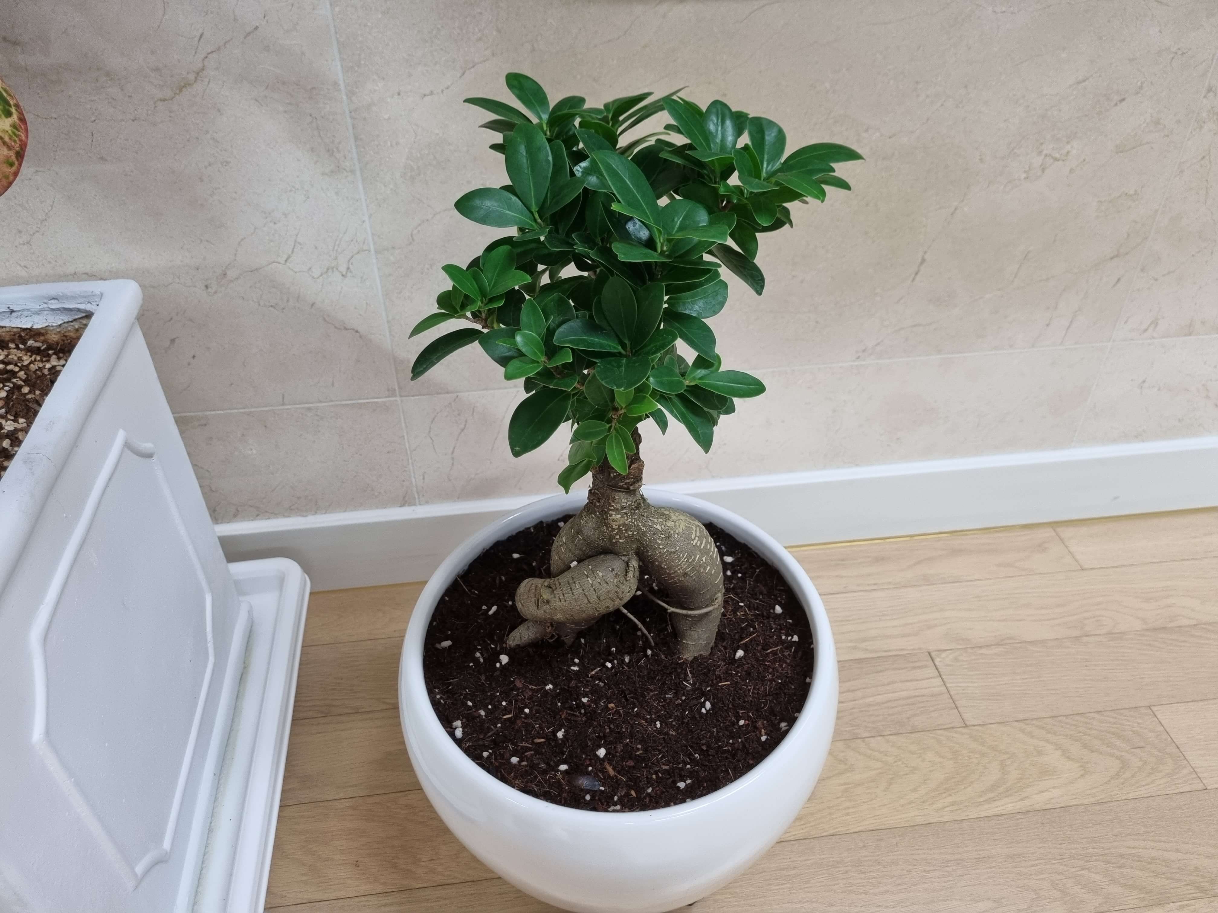 풍수지리-화분위치