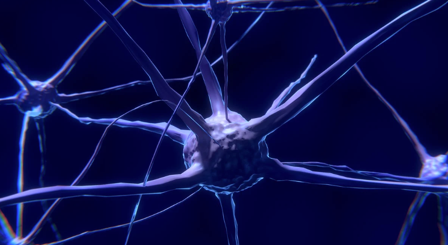 세포 자가청소 시스템, 오토파지 리셋 플랜