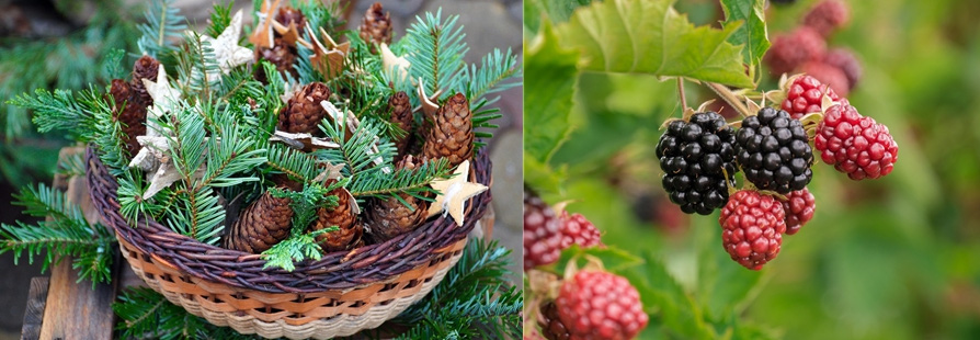 바구니에 담긴 솔잎과 솔방울 사진&#44; 그리고 뽕나무에 달려 있는 뽕나무 잎과 오디 사진