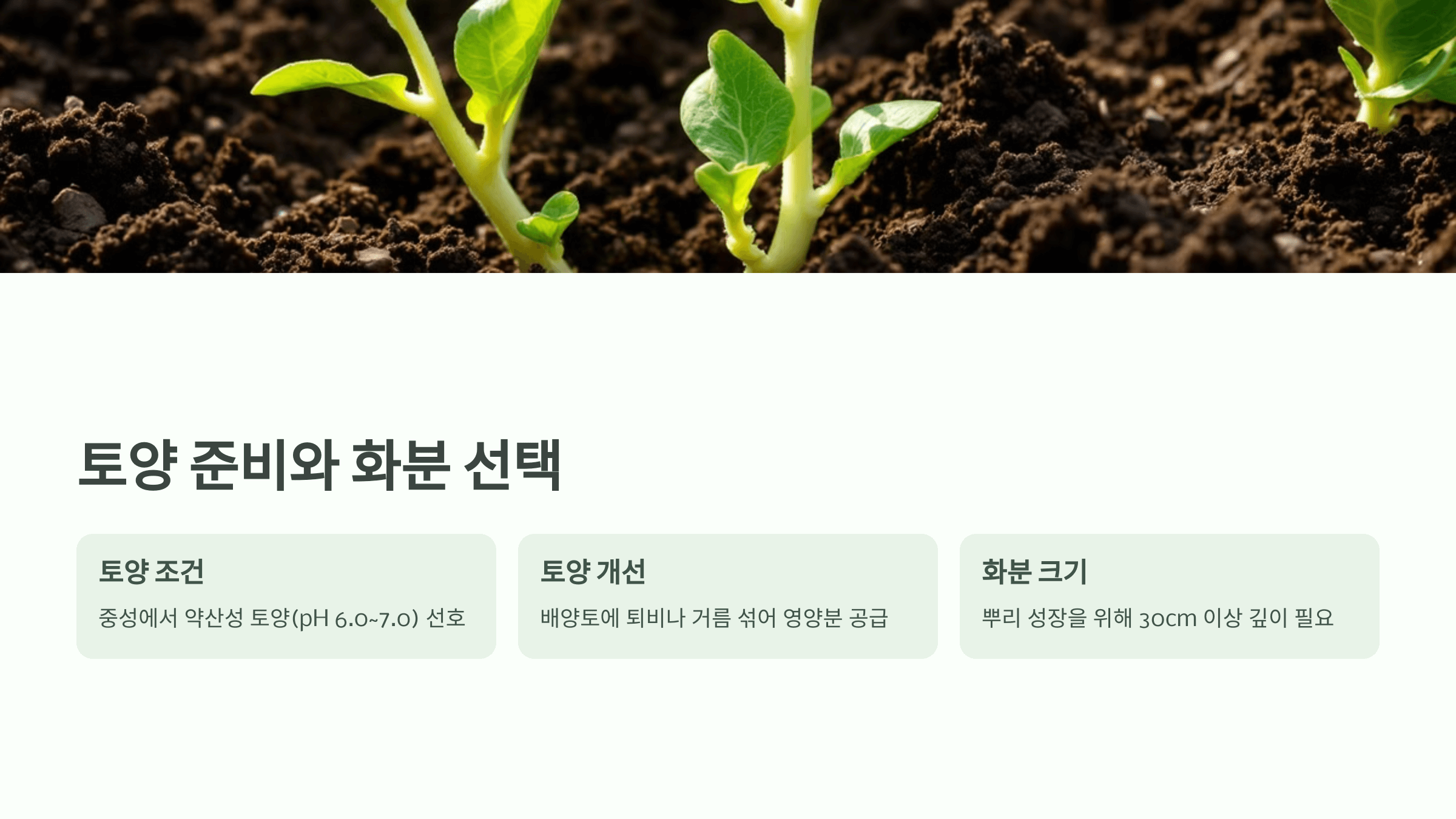 방울양배추 사진입니다.