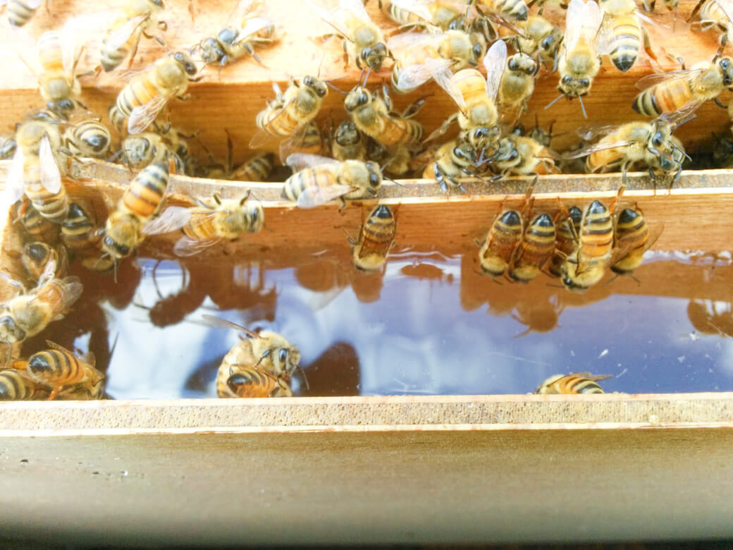 사양벌꿀 진짜벌꿀 차이