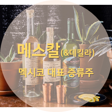 메스칼과 데킬라의 차이를 포스팅 섬네일