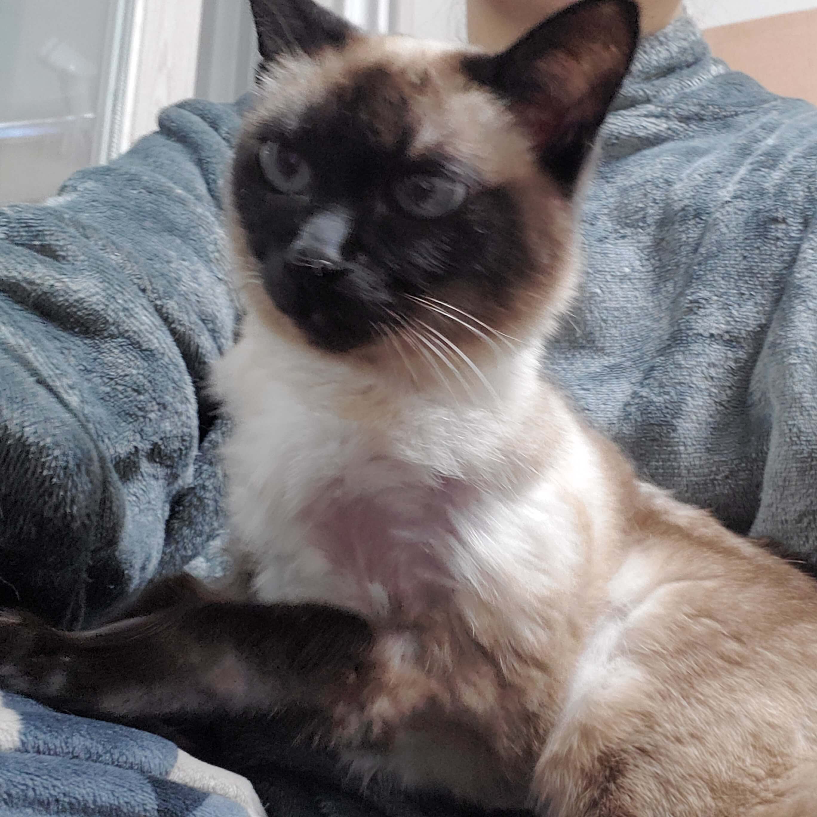 노령 고양이 인지기능 저하 증상과 진단 방법