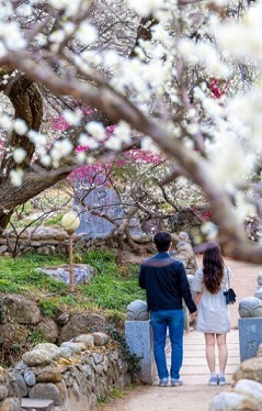 광양 매화축제
