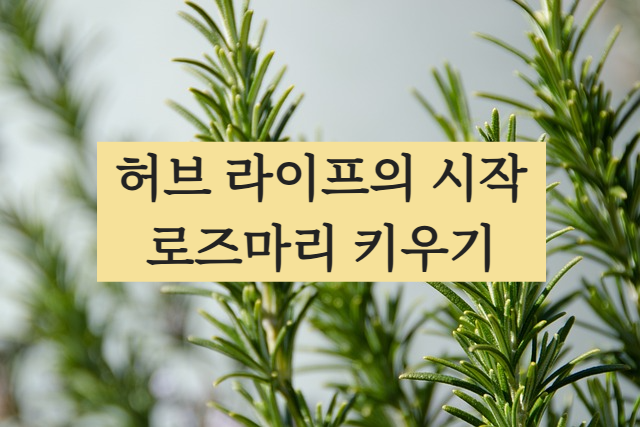 로즈마리 키우기