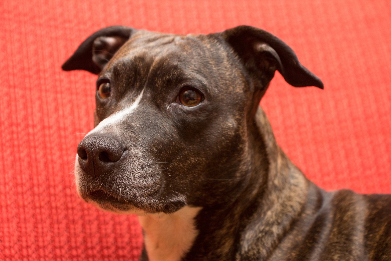 아메리칸 스태퍼드셔 테리어(American Staffordshire Terrier)3