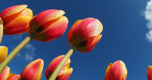 태안 안면도 튤립축제 개화상황