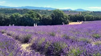 프로방스 비밀 정원 올리브 오일 허브 전통 요리 체험_7