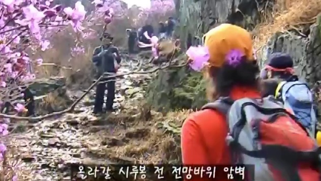 진달래 사이의 시루봉 앞 전망바위 오름길