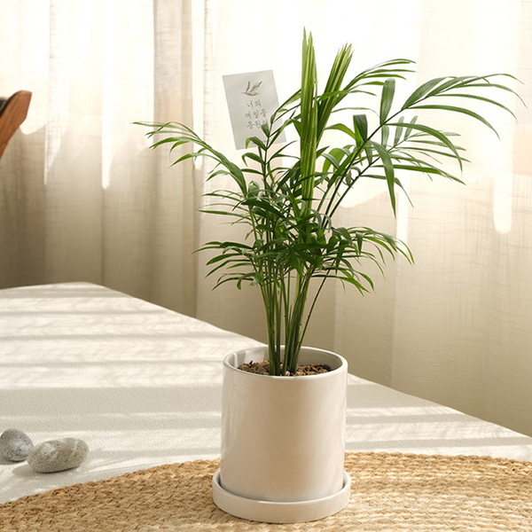 가정에서 키우는 반려식물 테이블야자의 모습