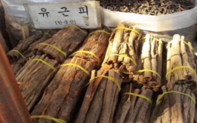 비염과 호흡기에 좋은 유근피(느릅나무 껍질) 효능과 가격과 유근피 차 만드는 법