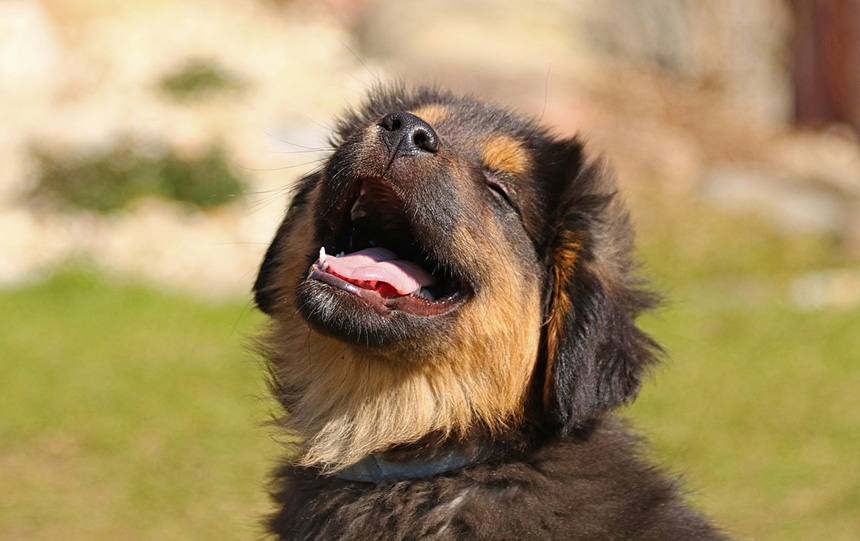 인기-강아지-종류-BEST-5