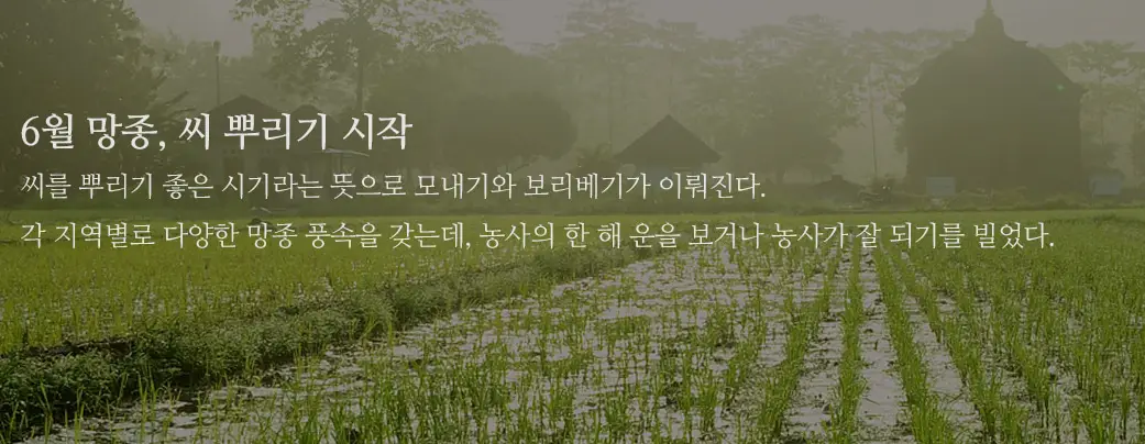 망종-모내기