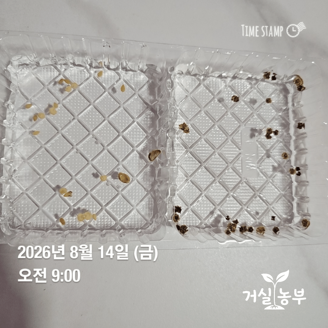 발아를 준비한 미니 조롱박 씨앗과 작은 고추 씨앗