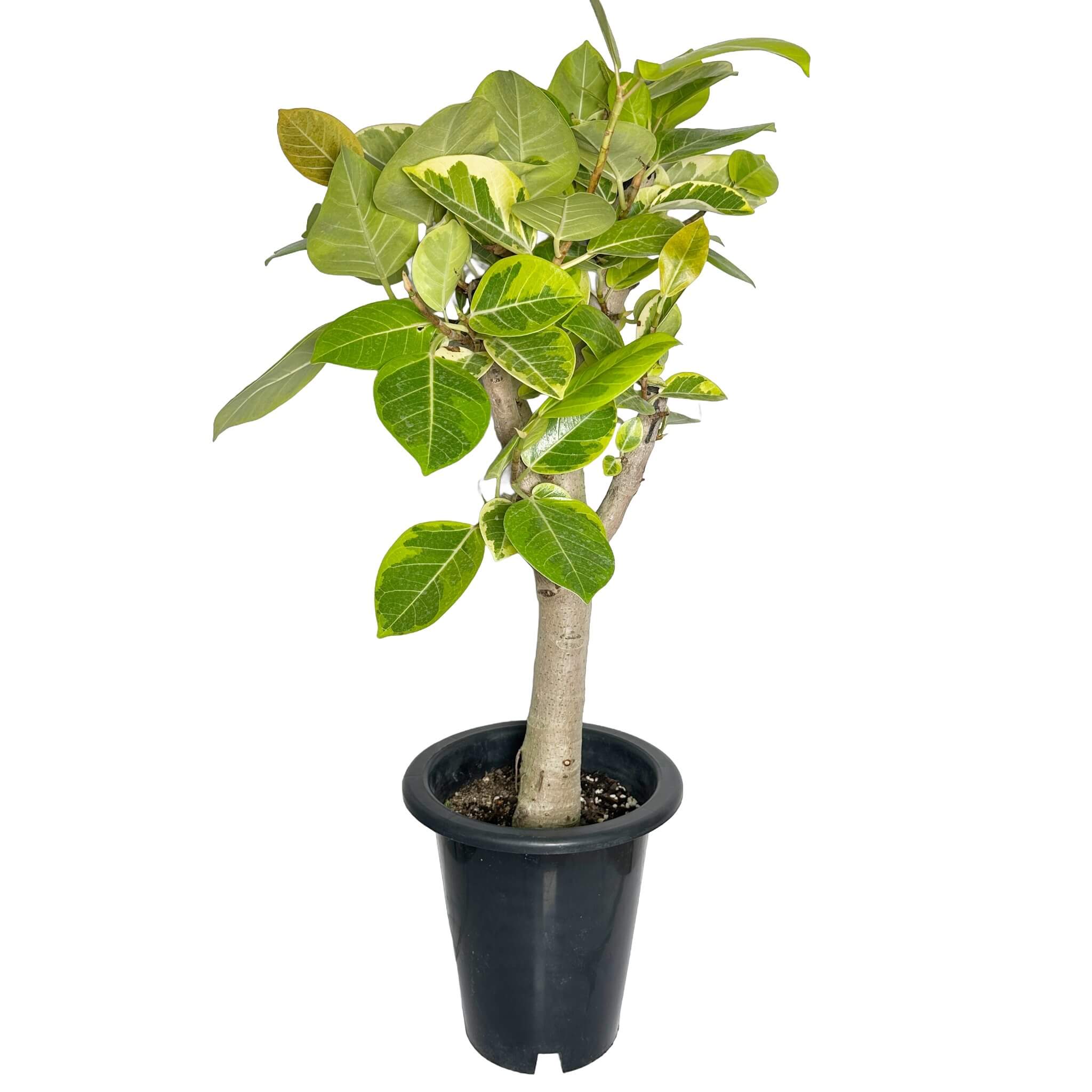 뱅갈 고무나무 실내에서 키우는 법