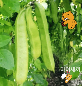 작두콩