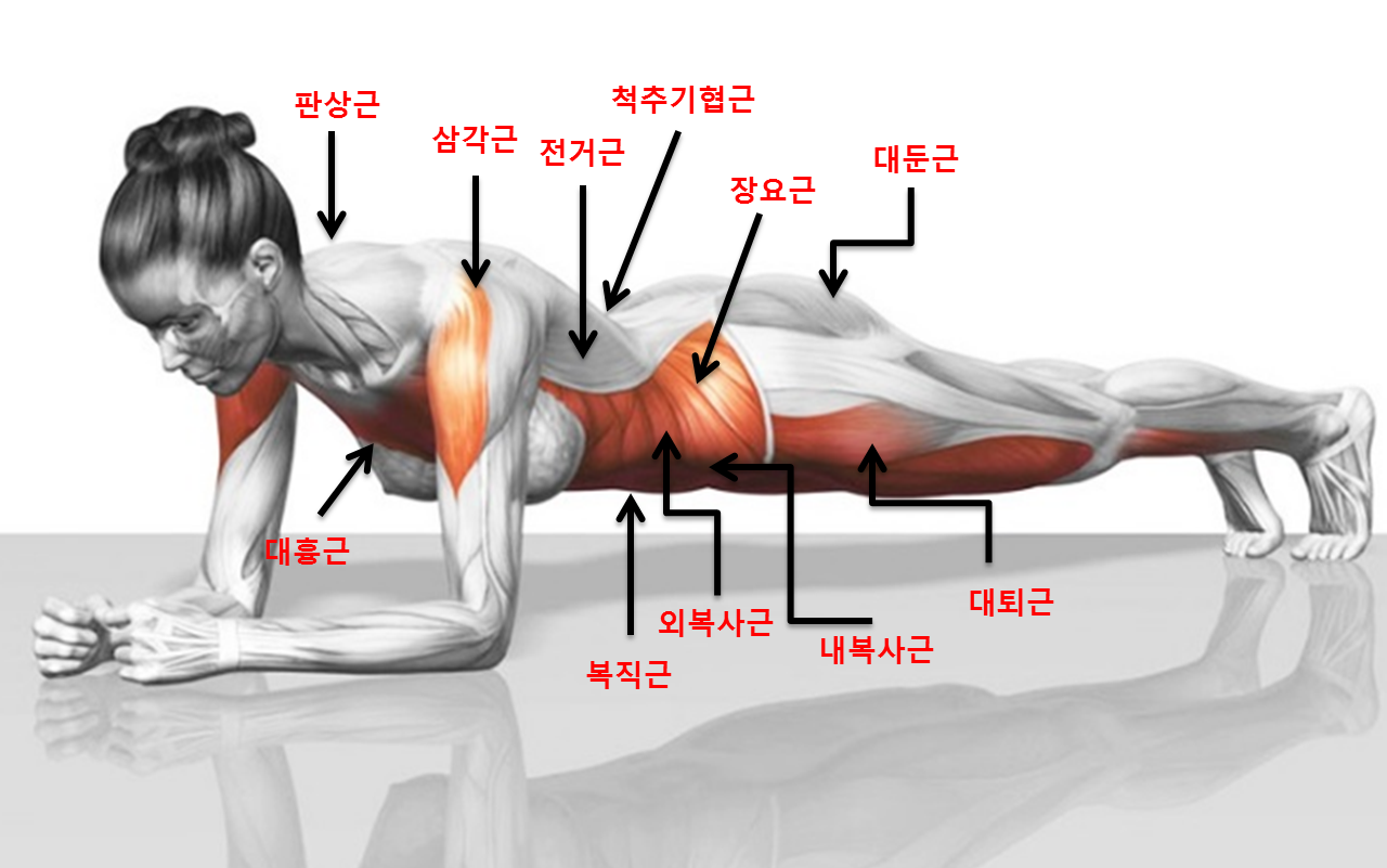 플랭크 자세