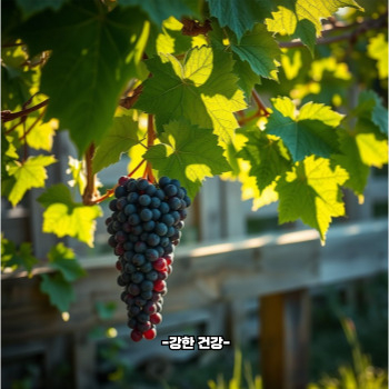 포도 보관방법