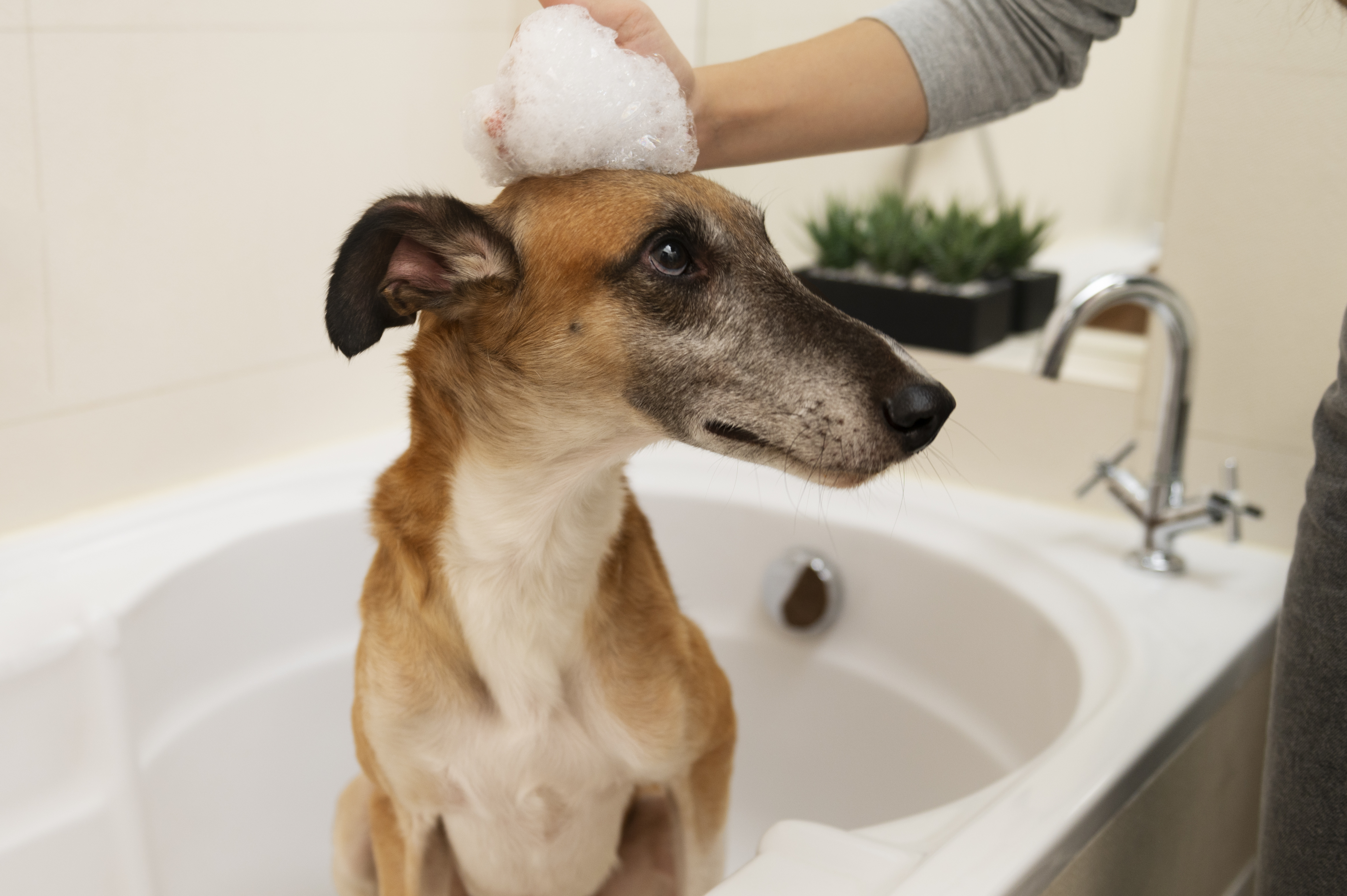욕조에 앉아서 머리에 거품을 묻히고 있는 강아지