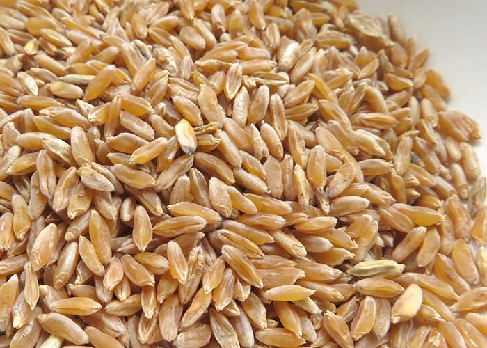 카무트 곡물들이 놓여있다