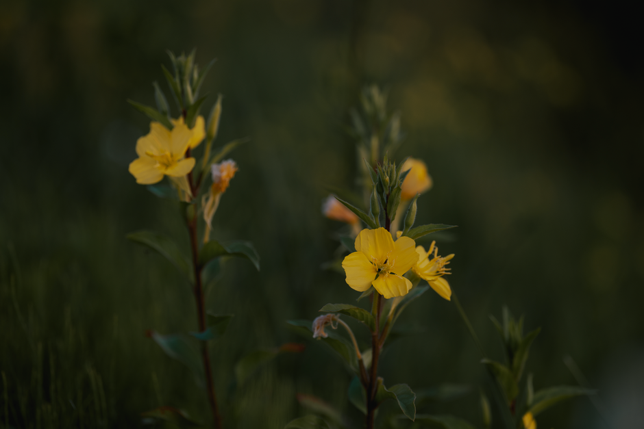 Close-up of blooming yellow evening primrose in a dark green meadow setting.