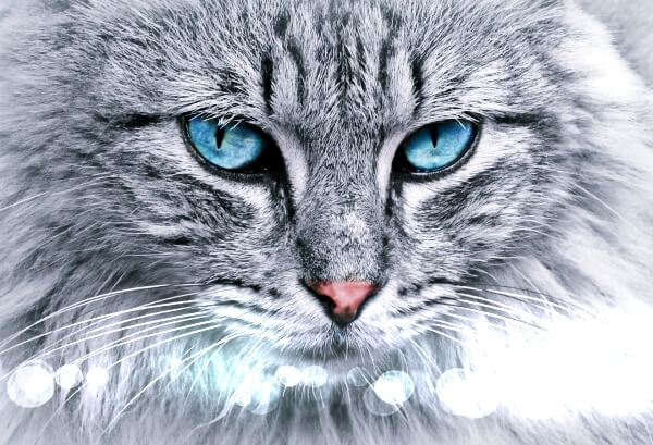 파란눈의-고양이