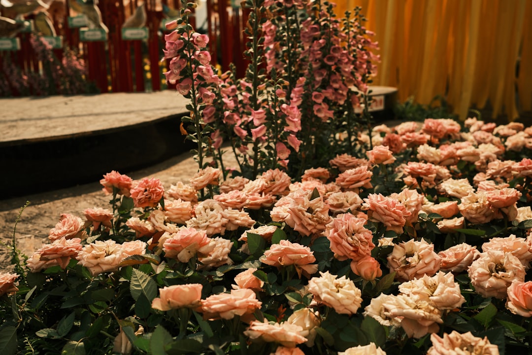 Goyang Flower Expo