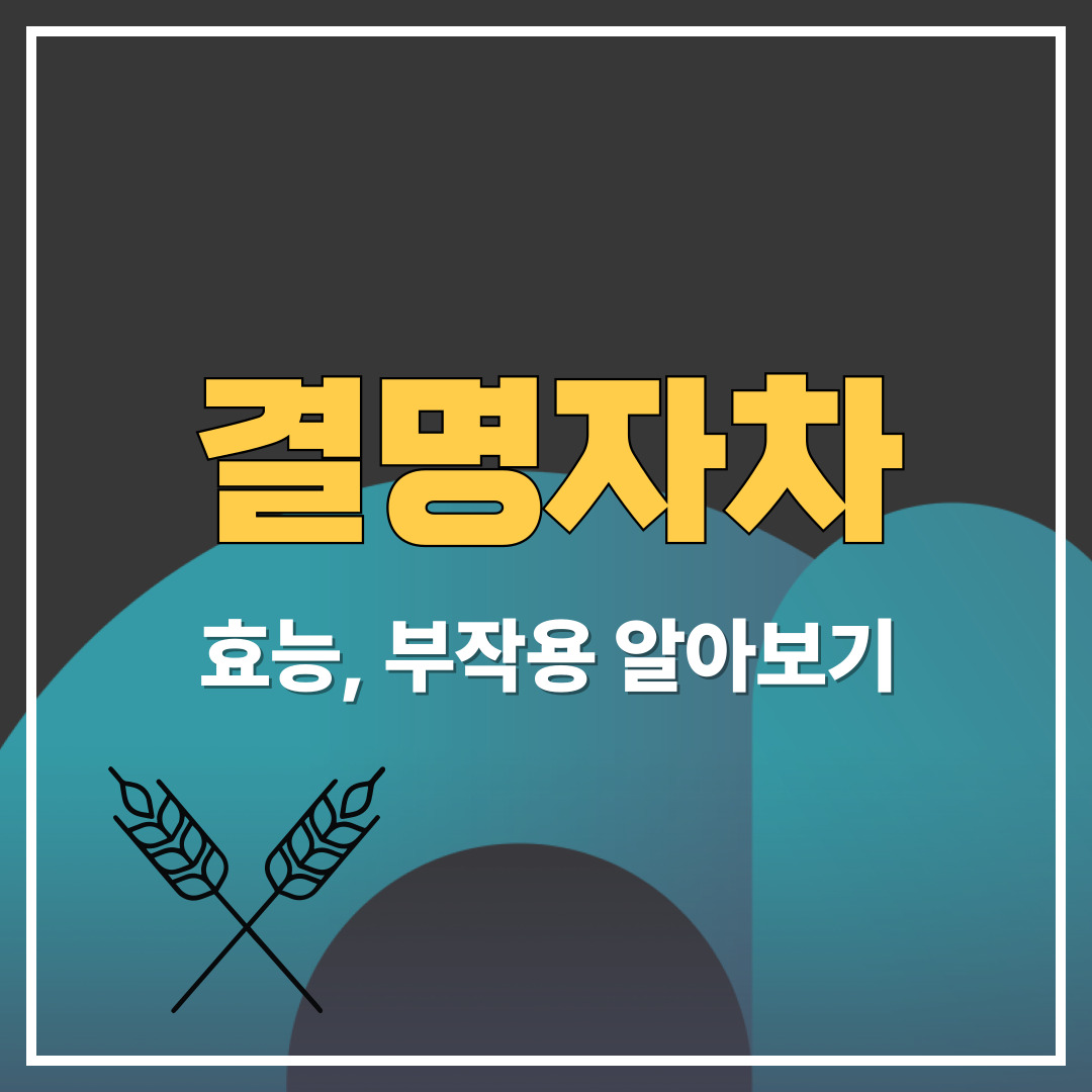 결명자차 효능 부작용 알아보기
