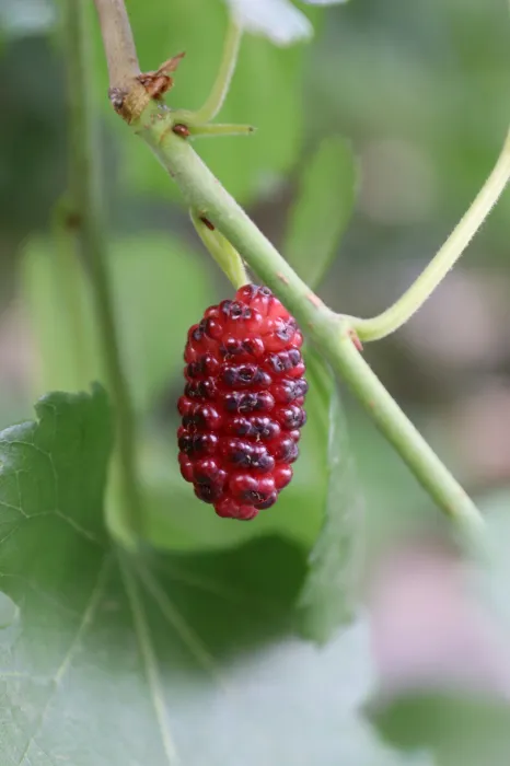 오디-효능-부작용-먹는-방법-오디-사진