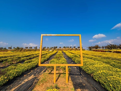 2025년 제25회 서산국화축제