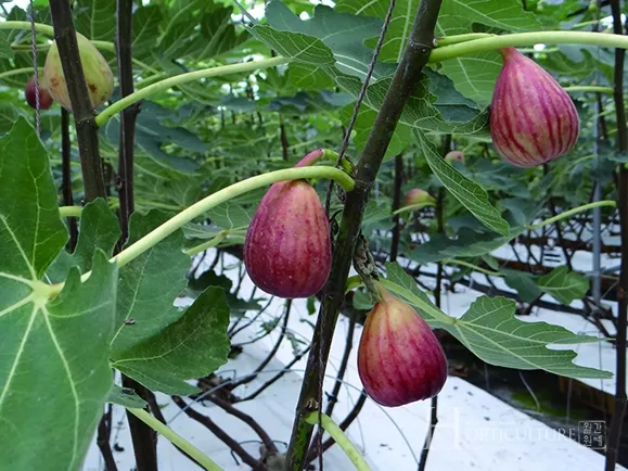 무화과 재배 가지 전정 하우스 보온 수확 연장_5