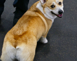 개 엉덩이가 빨갛다