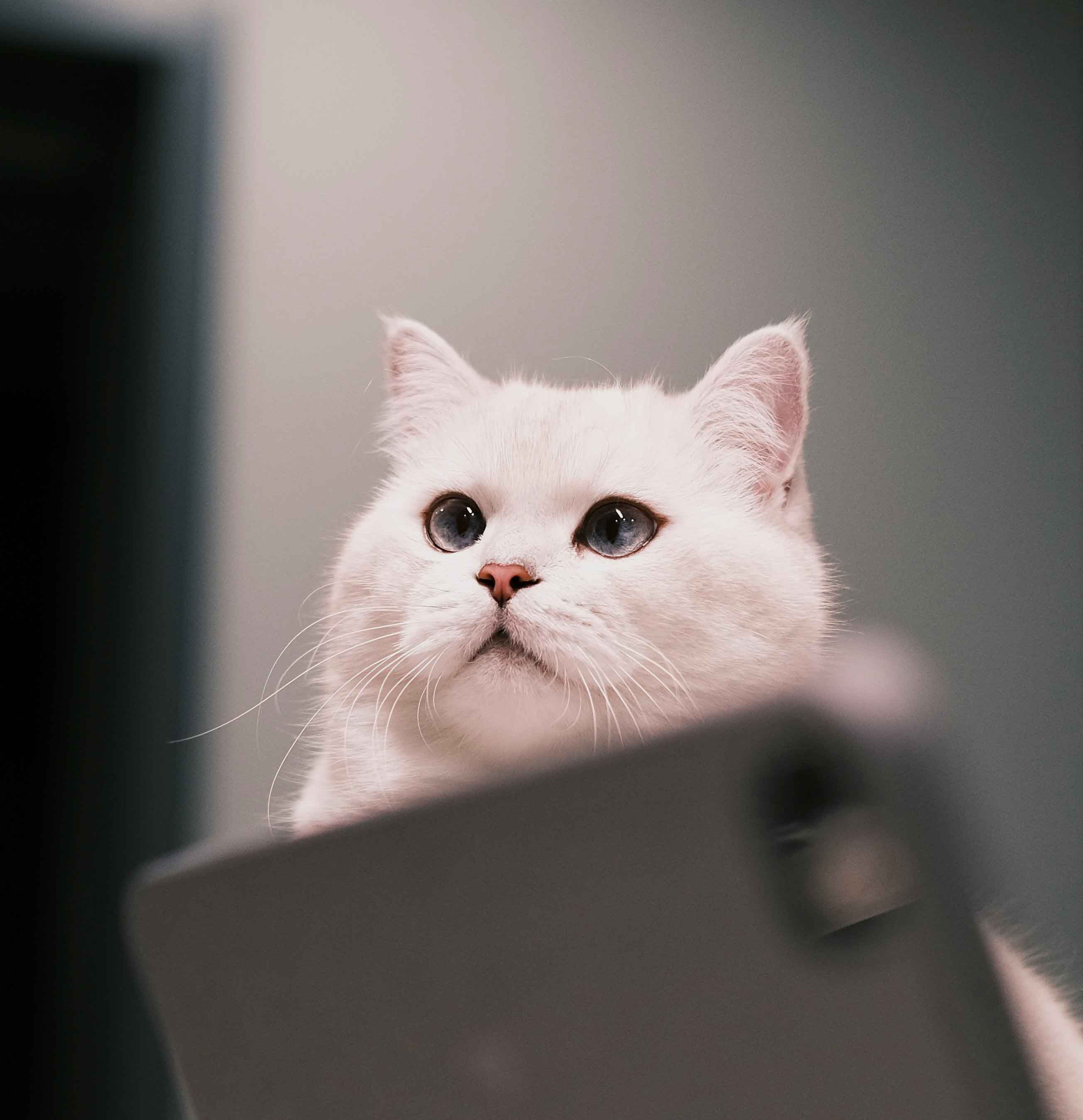 브리티쉬 숏헤어 관련 사진