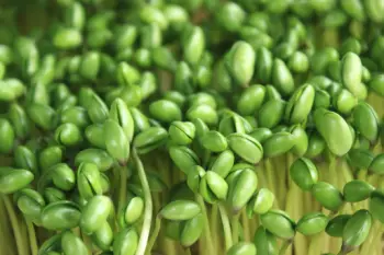 검은콩 효능 및 영양소, 가격