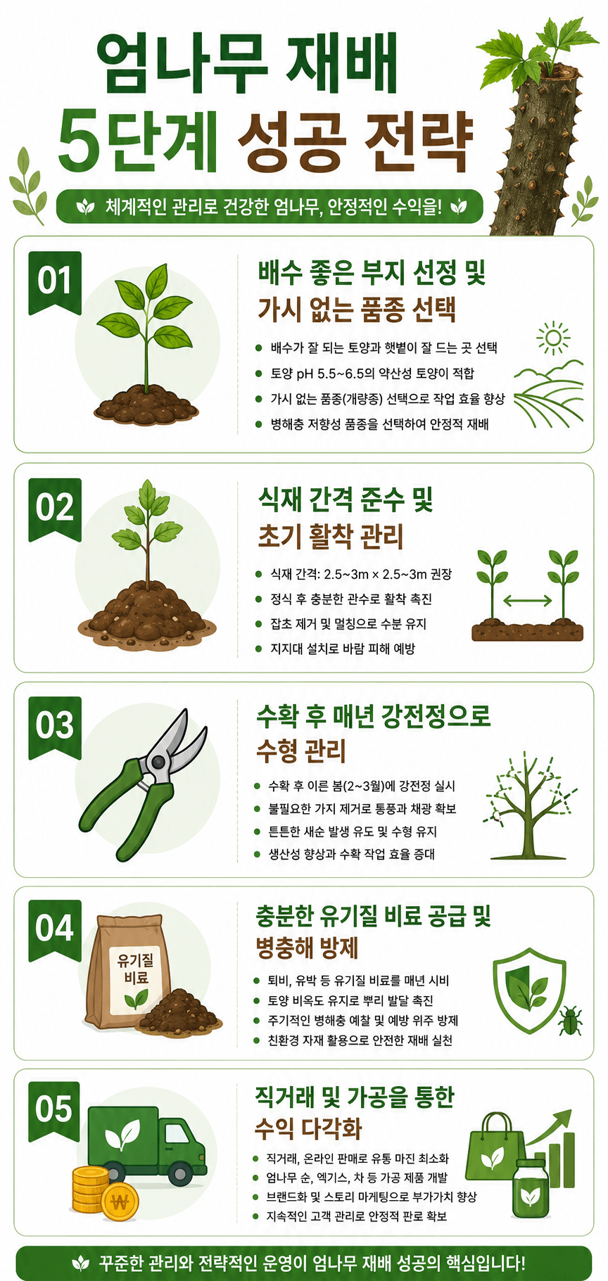 인포그래필 엄나무 재배 성공전략