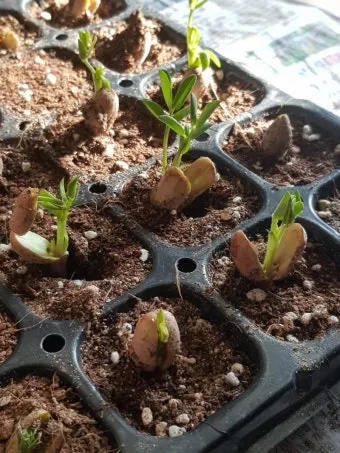 땅콩 심는 시기 수확시기 모종 파종_10