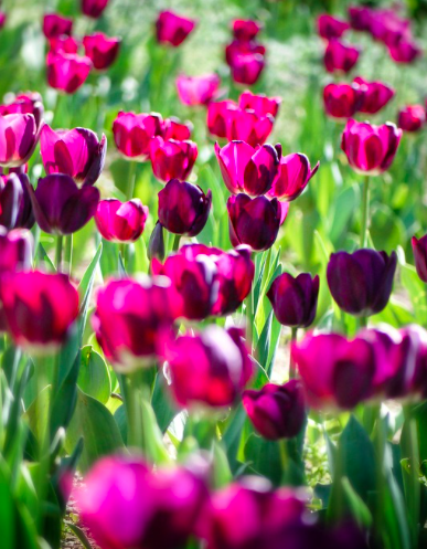 Purple rain tulip