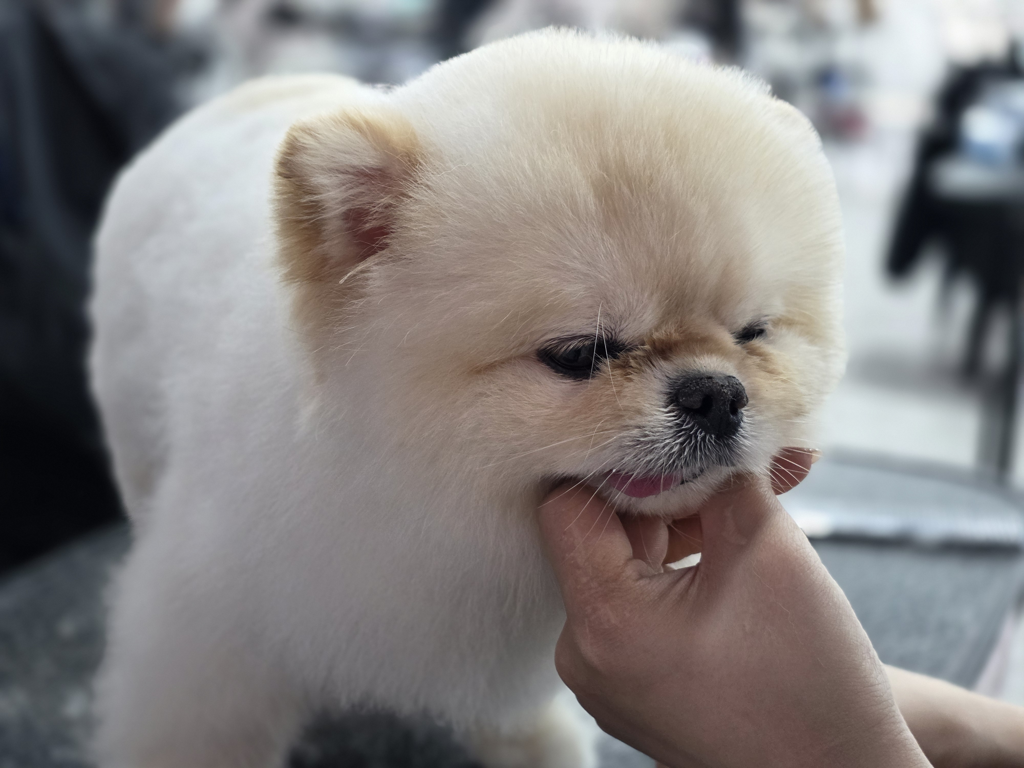 영통애견미용학원