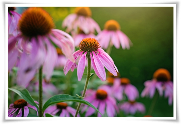 "에키네시아" 자연이 주는 건강의 선물, 건강을 지키는 허브 꽃!
