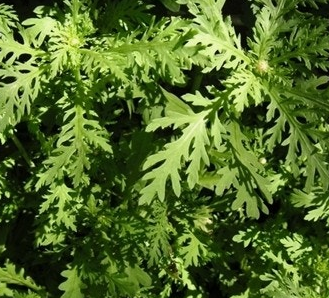 쑥갓의 효능 부작용 고르는법 칼로리 꽃