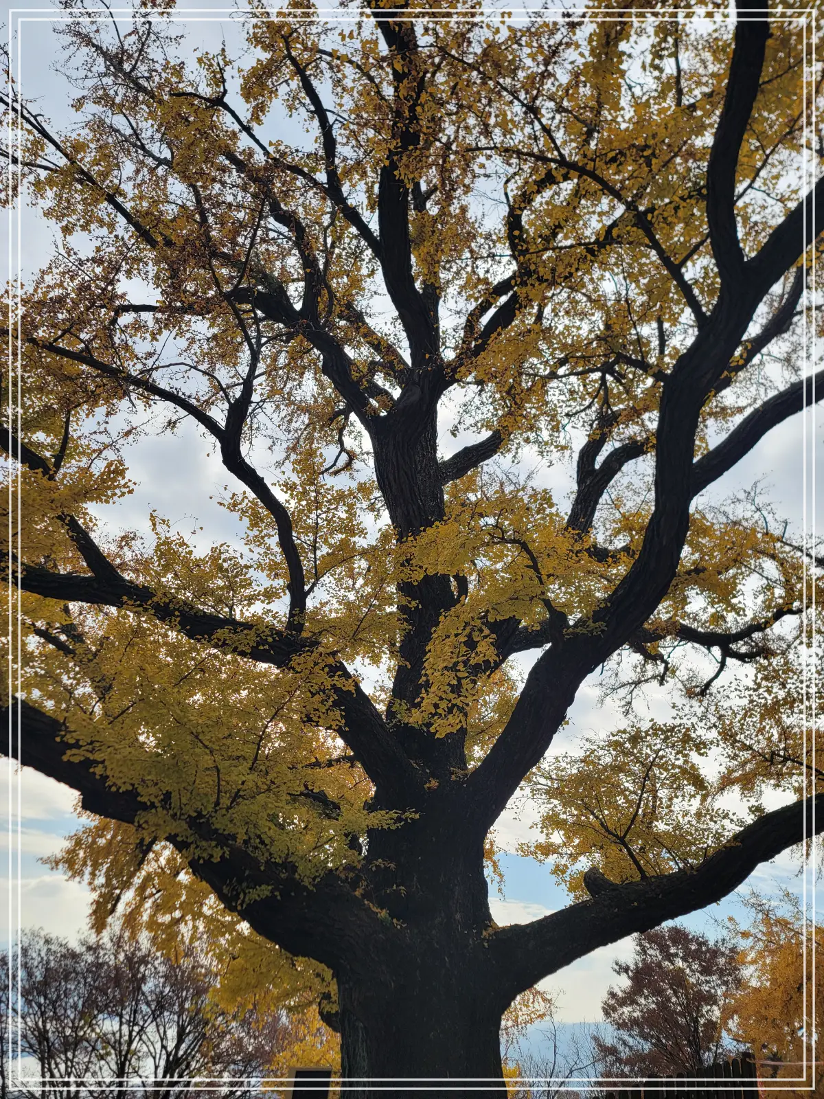 남양주-수종사-은행나무-근접