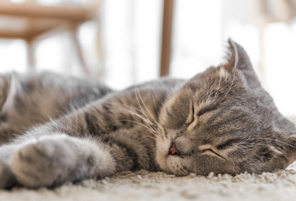 카펫 위에서 잠자는 고양이.