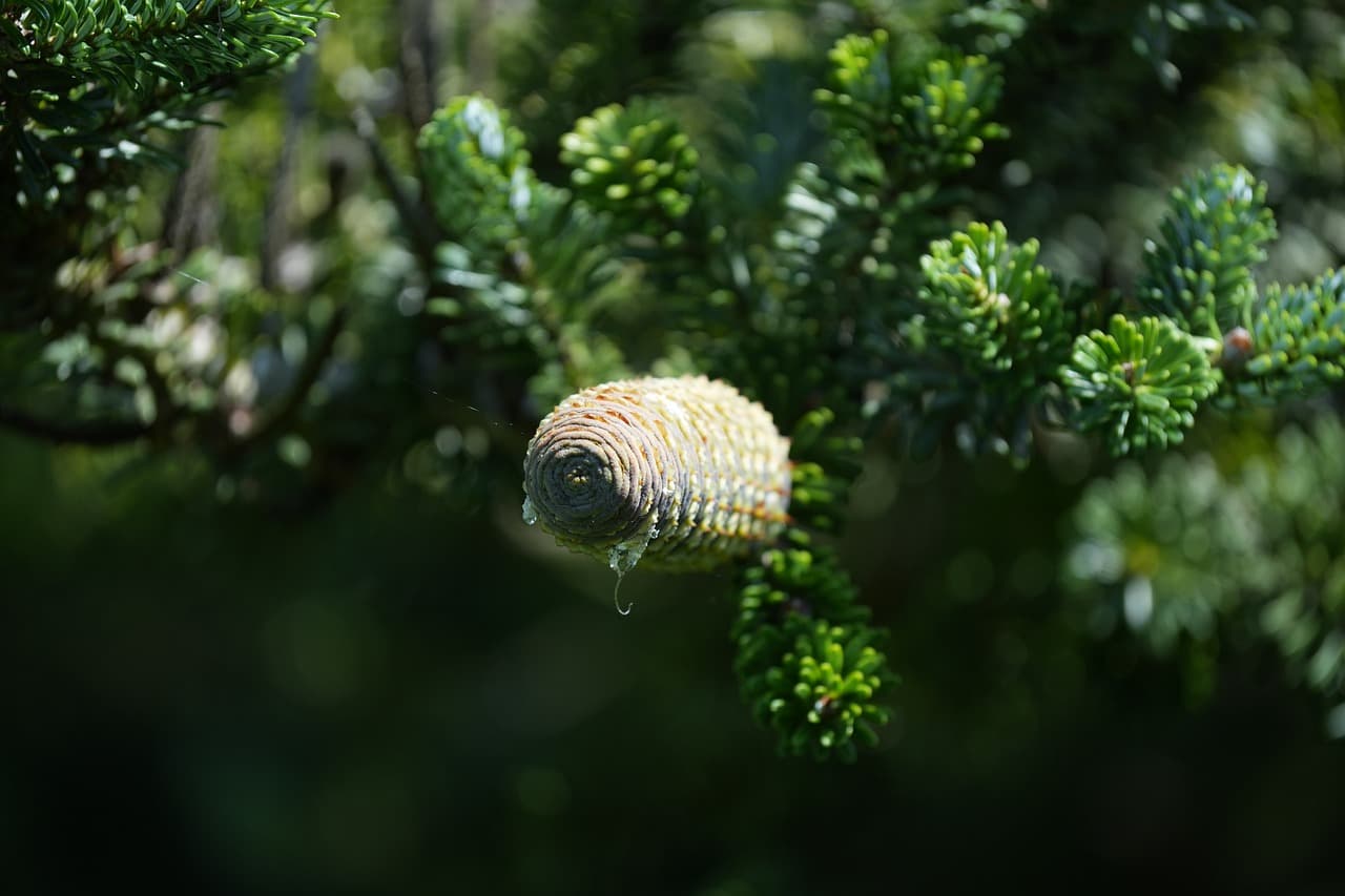 구상나무: 한반도의 희귀 침엽수 이야기