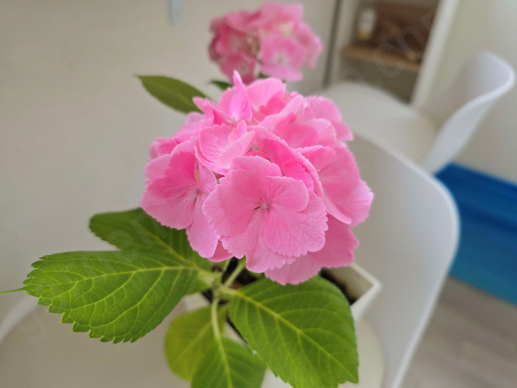 삽목해서 꽃이 핀 수국