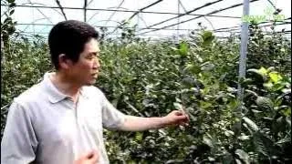 아로니아 재배 전정 포인트 병충해 방제 수확 저장_5