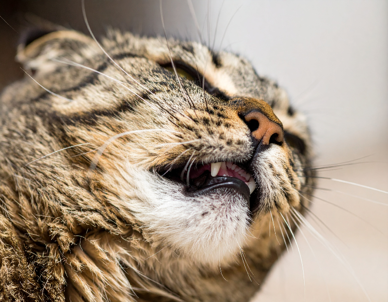 고양이 입냄새2