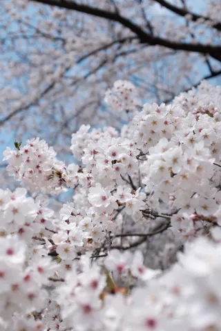 벚꽃
