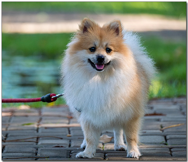 산책중인 포메라니안